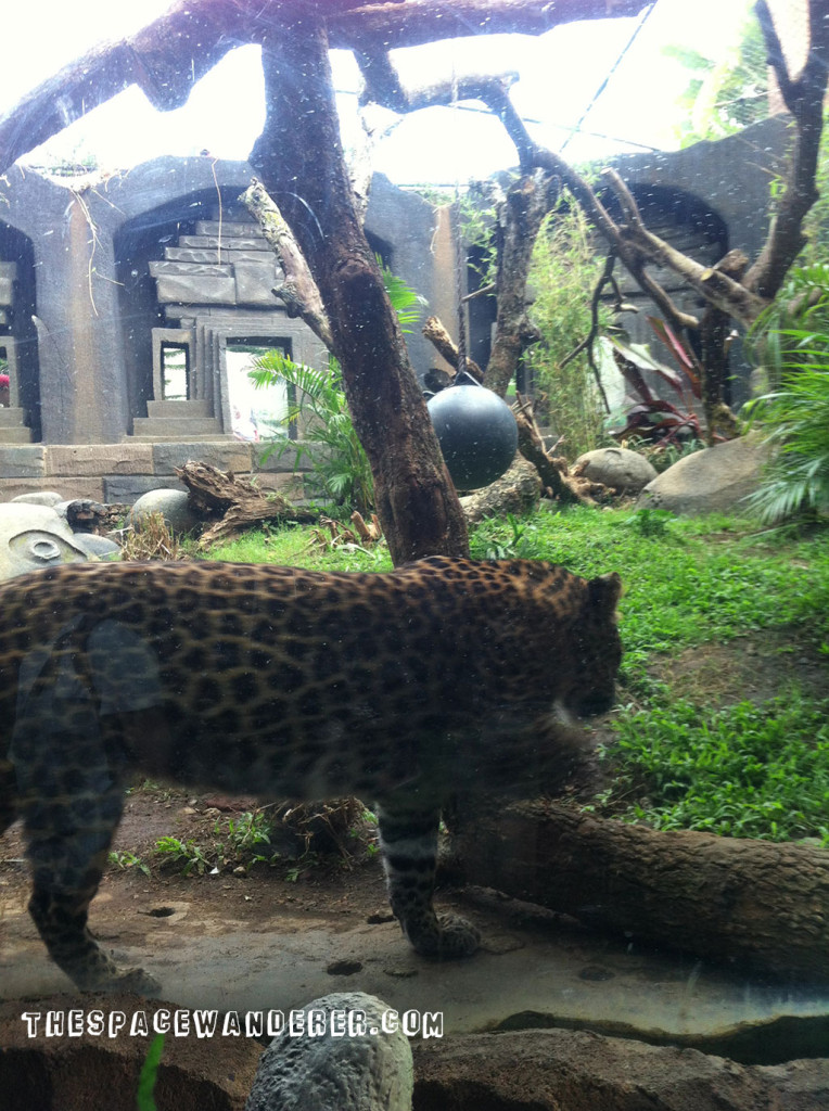 malang-012-batu-secret-zoo-restaurant-cheetah