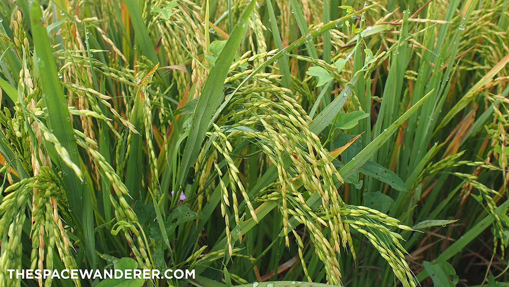 the famous Bada Organic Rice