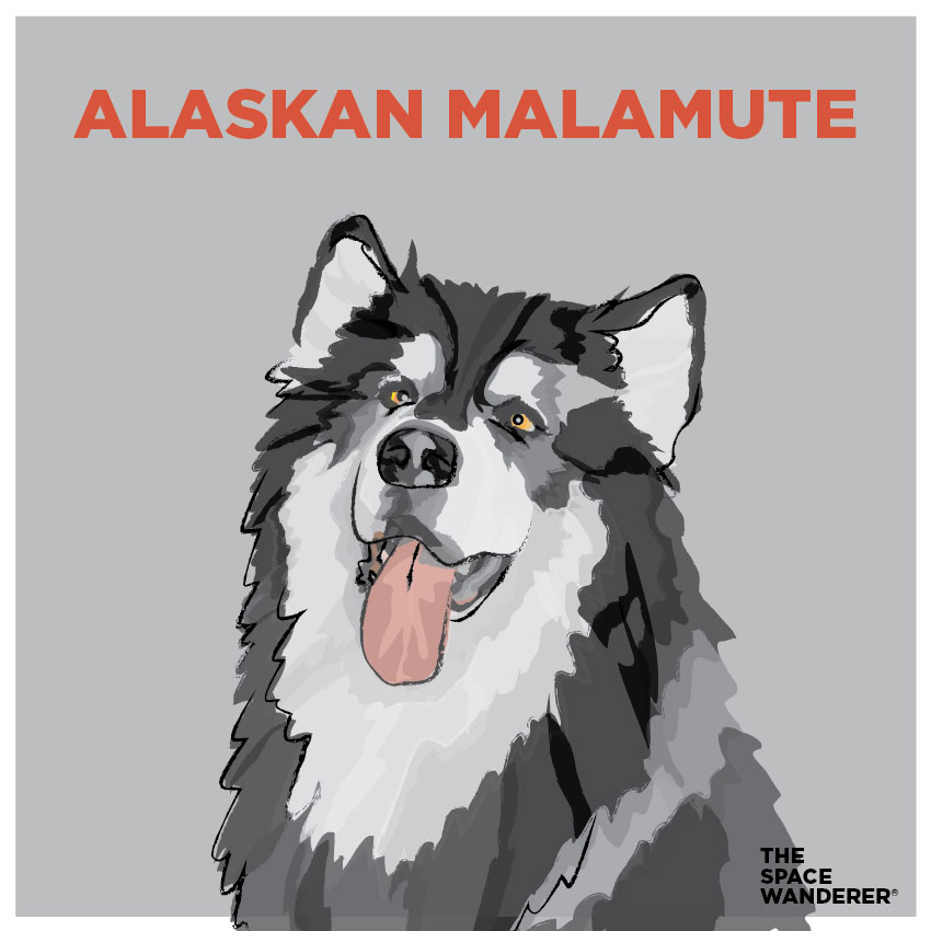 Alaskan Malamute illustration