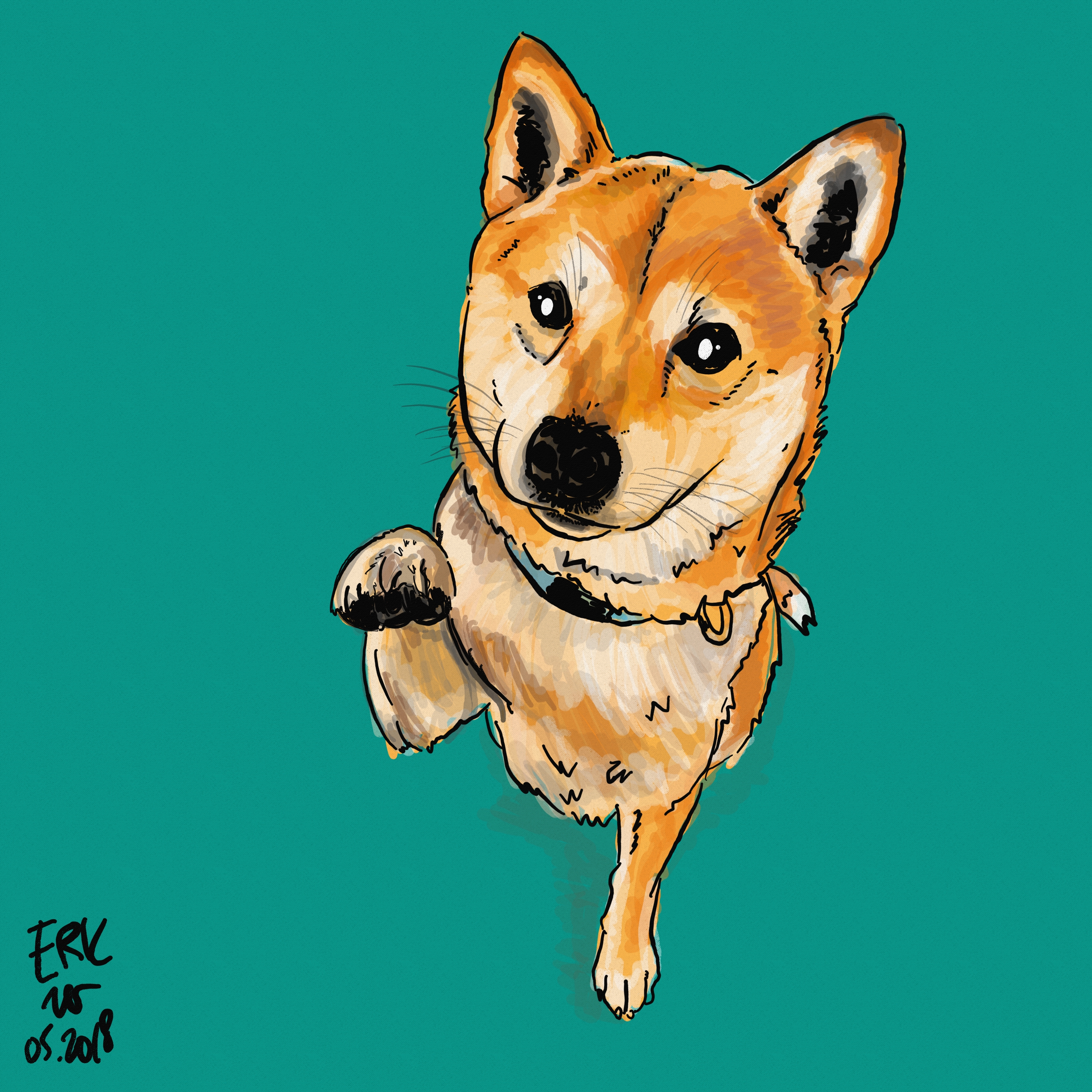 Shiba Inu Dog drawing