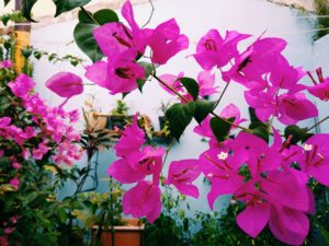 Bunga berwarna magenta