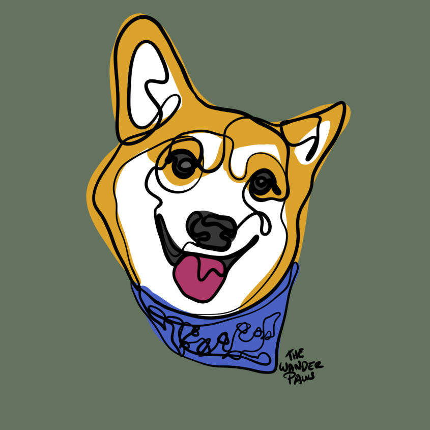 Smiling Corgi